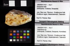 Foto (Objket + Etiketten) von Bucculentum bachmayeri (Schweitzer & Feldmann, 2009) 